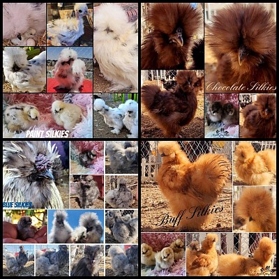 Silkies